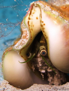 Caribbean queen conch (Strombus gigas) by Brad Ryon 